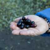 Mentre quando � pi� matura e di colore nero o violaceo possiamo trovarla fritta, sotto sale, sott�olio, usata per condire primi e secondi di pesce